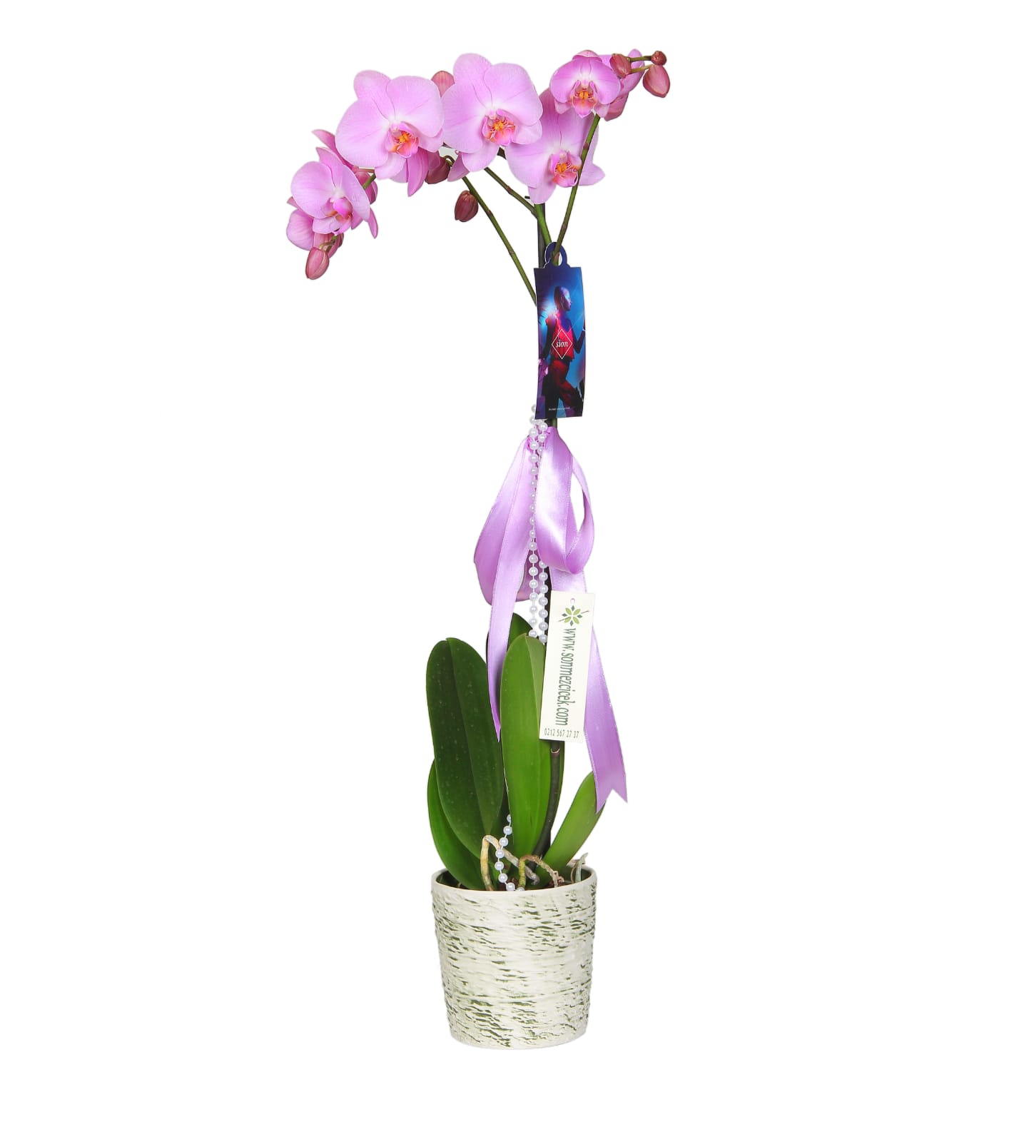 Pembe orkide