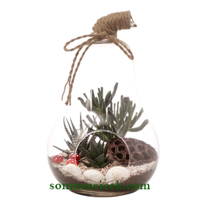 Armut Camda Terrarium Siparii